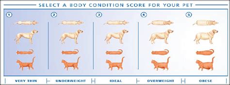 Obesity In Pets Common Causes And Consequences