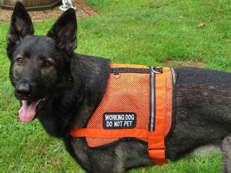 12 Best Service Dog Breeds Smart And Loyal Dogs