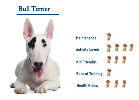 The Bull Terrier Your Guide To Complete Care