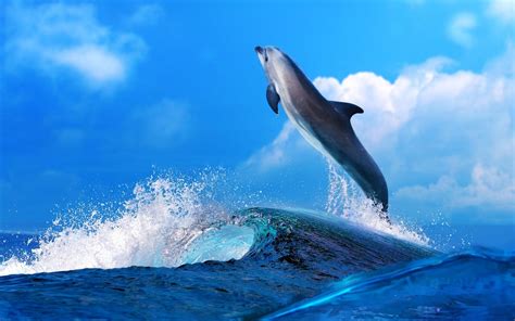 Dolphin Jumping In Waves Animal Hd Wallpaper Preview