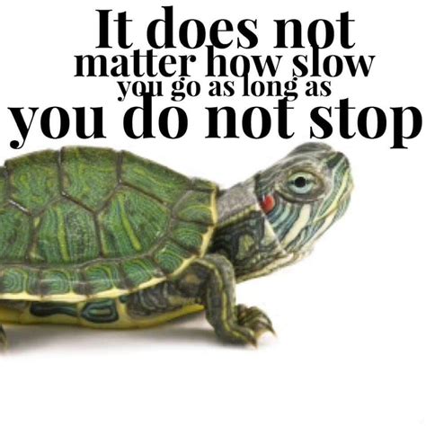 Pin By Vrubindecelis On Words To Ponder Turtle Quotes Tortoise Quote Galapagos Tortoise