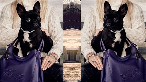 Lady gaga, her dog walker and two french bulldogs have made headlines in the last 24 hours. Lady Gaga's dog was in a Coach ad, and that's not even the weirdest part about it