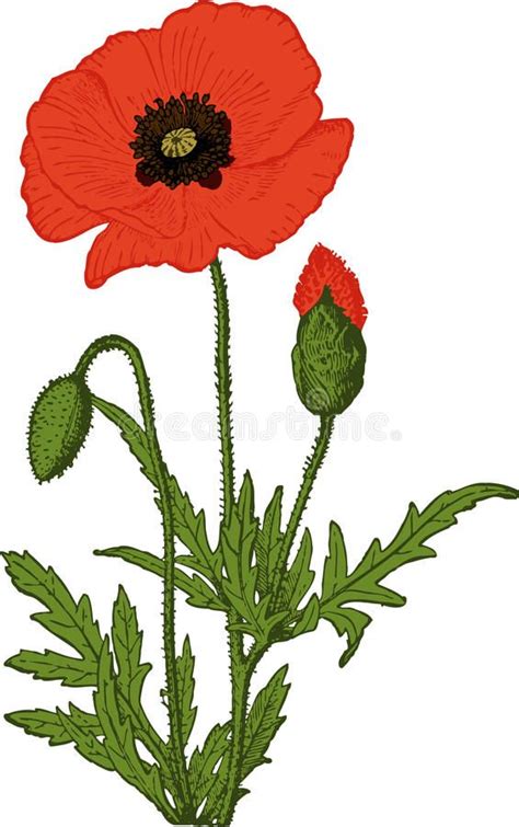 Red Poppy Flower Vector Poppy Flower On White Isolated Illustration