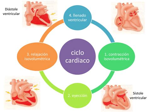 Fisiologia Medica Ciclo Cardiaco