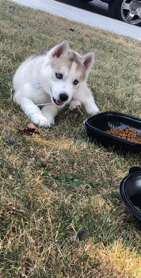 Puppies for sale from dog breeders near colorado. Siberian Husky Puppies For Sale | Vancouver, WA #306044