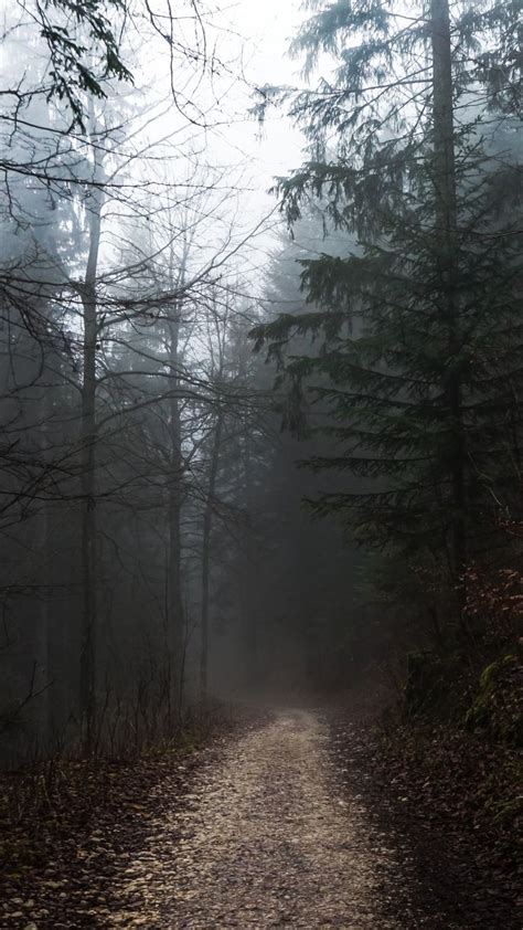 A Dirt Road Surrounded By Trees In The Fog