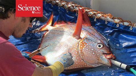 Scientists Discover Worlds First Warm Bodied Fish Science Aaas