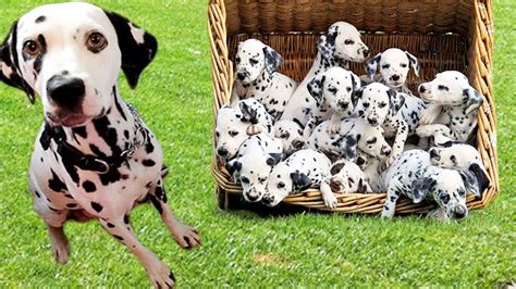 Dalmatians Giving Birth To 14 Cute Dalmatian Pups Dalmatian Puppies