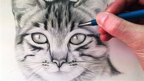 Https://tommynaija.com/draw/how To Draw A Realistic Cat Tutorial
