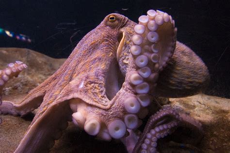 Laquàrium Octopus Tentacle A Photo On Flickriver