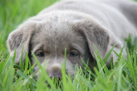 These puppies were born in december and will be ready to go to their new homes february 6th. Lab Puppies for Sale California | Charcoal Labs | Silver ...