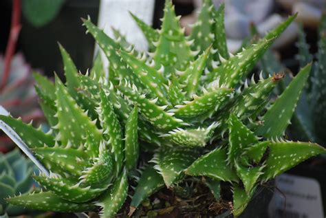 Aloe vera plants need to be housed in a bright location with some direct sun in winter months. Odd Plants: March 2003