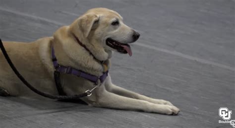 From Cu Today A Tale Of Two Tails Dog Actors Make Debut At Colorado