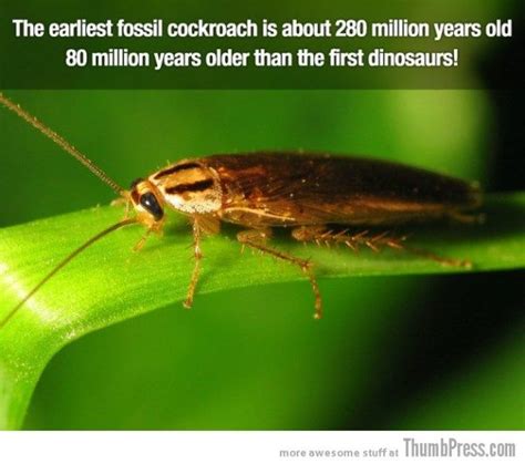 25 Facts To Blow Your Mind The Fun Fort Fun Facts Facts Cockroaches