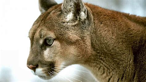 Cougar Hd Wallpaper 4k Ultra Hd Hd Wallpaper