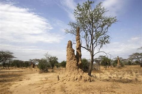Photo Mug Of Termite Hill Savanna Biome National Park Of Mago