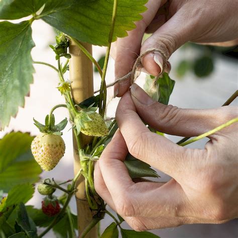 Wächst gern über sich hinaus Lucky Berry Erdbeere