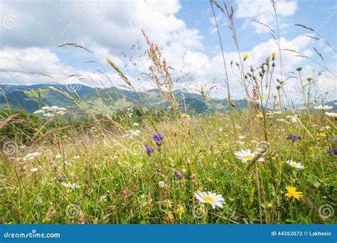 Amazing Sunny Day In Mountains Summer Meadow With Wildflowers Stock