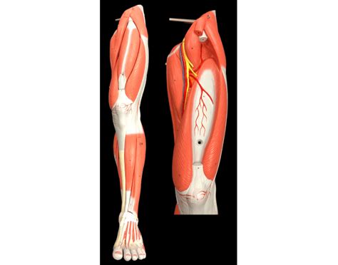 These muscles run from the lower spine. Leg Muscle Anatomy - Anterior (upper insert)