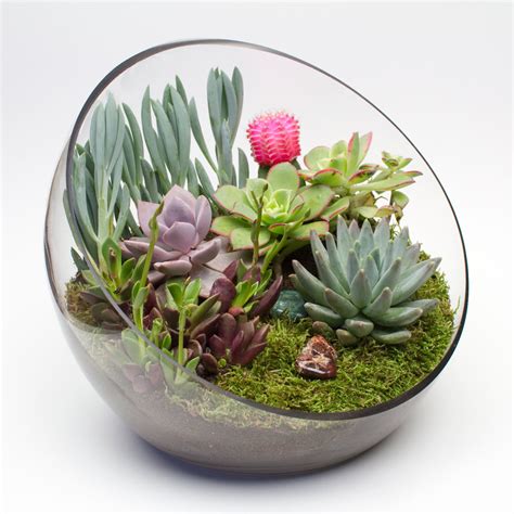 Juicy kits come with everything you need to create a beautiful. Big Ol' Egg DIY Succulent Terrarium Kit | Juicykits.com