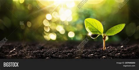 Young Plant Sunlight Image And Photo Free Trial Bigstock
