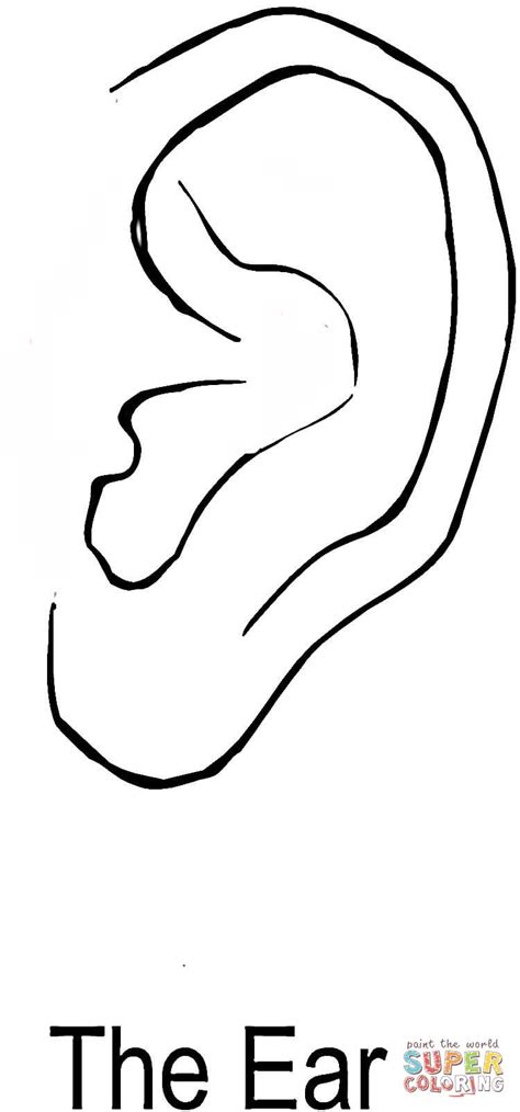 The Ear Coloring Page Free Printable Coloring Pages
