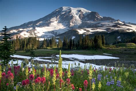 Video Showing Wildflower Season In Mount Rainier National Park Is