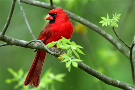 30 Best Cardinal Bird Facts That Make You Sing
