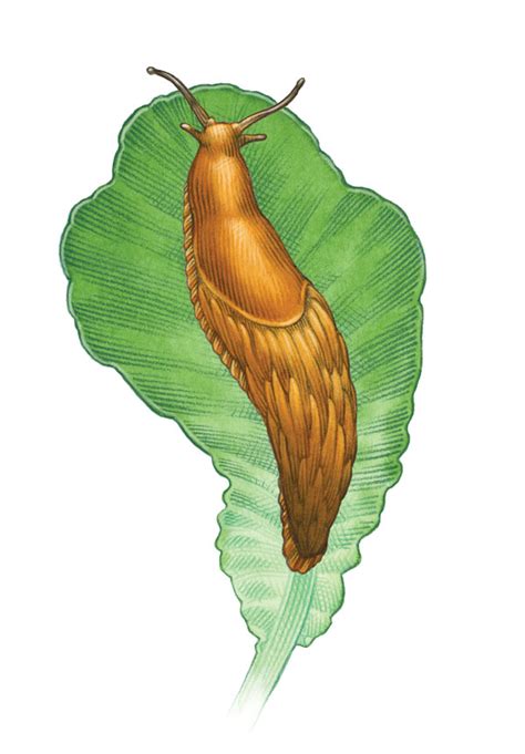 Organic Slug Control Methods Mother Earth News