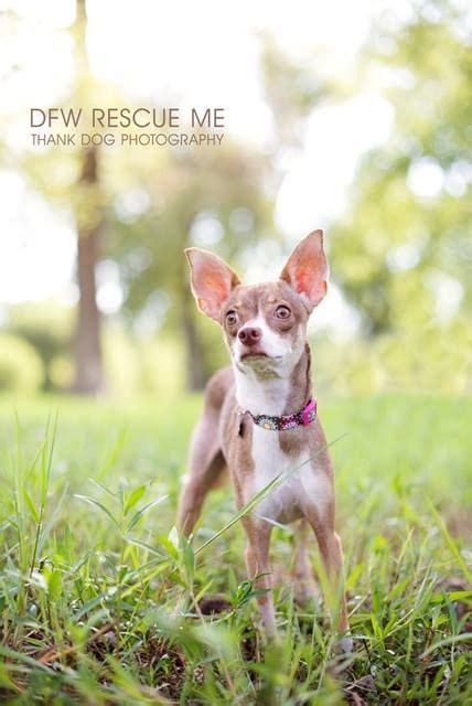 One of the benefits of having our dogs is to share the joy they bring with others. Italian Greyhuahua dog for Adoption in Denton, TX. ADN ...