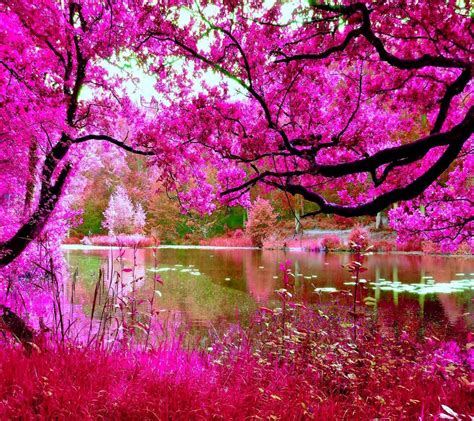 Pink Nature Wallpaper By Amber6014 Df Free On Zedge™