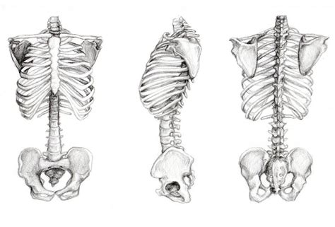 3pt Turn Of Skeleton Torso By Nullcherri On Deviantart