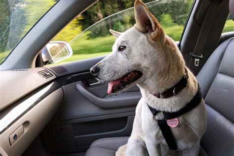 Tips To Follow While Traveling With Dogs In A Car🚗