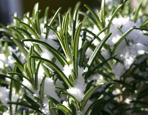 Protecting Rosemary Plants In The Winter Can Rosemary Survive Outside