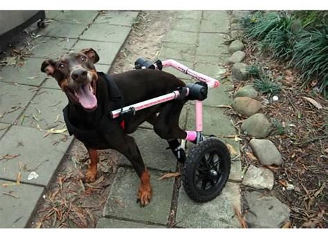 Handicapped Pets Helping Paralyzed Dogs Defy The Odds