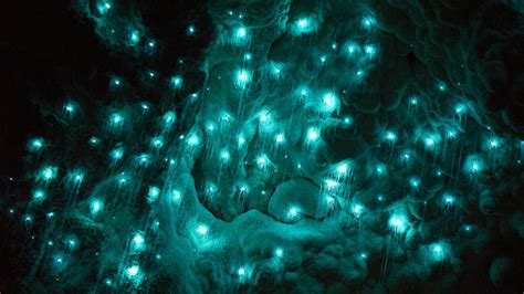 Waitomo Glowworm Caves New Zealand Hd Travel Wallpapers Hd Wallpapers