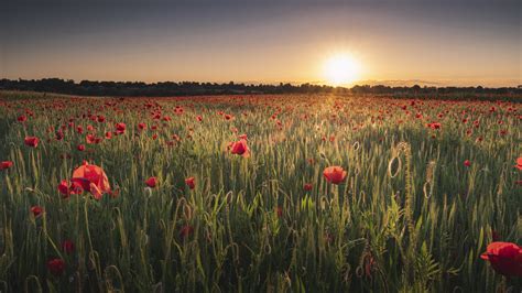 4k Fields Sunrises And Sunsets Poppies Sun Hd Wallpaper Rare Gallery
