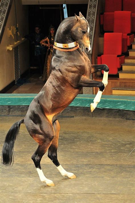 Akhal Teke Stallion Kanun Born 2004 Photo By Artur Baboev Most