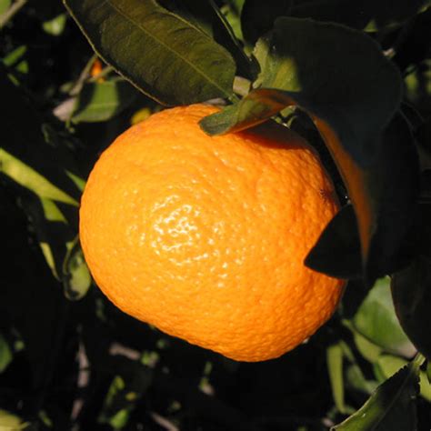 1-2 Year Old Owari Satsuma Orange Tree