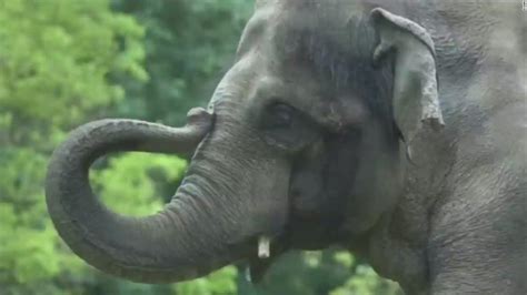 Elephants Death Draws Criticism Cnn Video