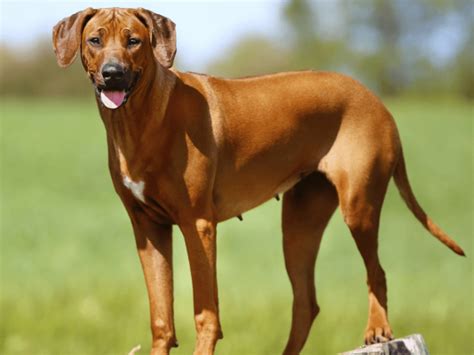 Rhodesian Ridgeback Dog Breed Ukpets