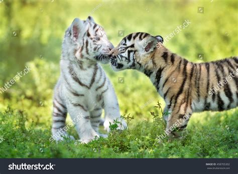 595 Tigers Are Kissing Images Stock Photos And Vectors Shutterstock