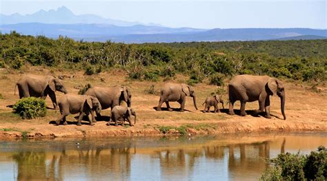 563204 Africa Animals Elephants Forest Lake Mammals Nature