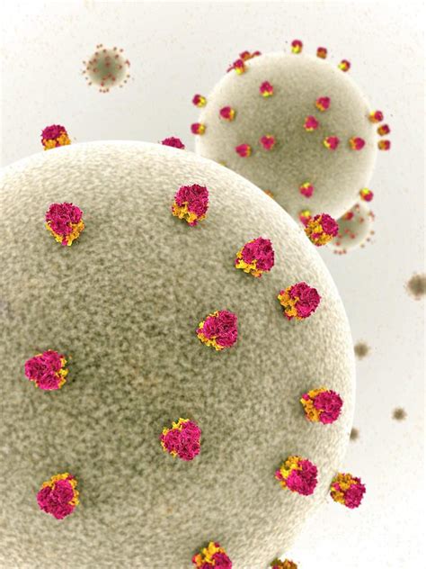 Lassa Virus Particles Photograph By Ramon Andrade Dciencia Science