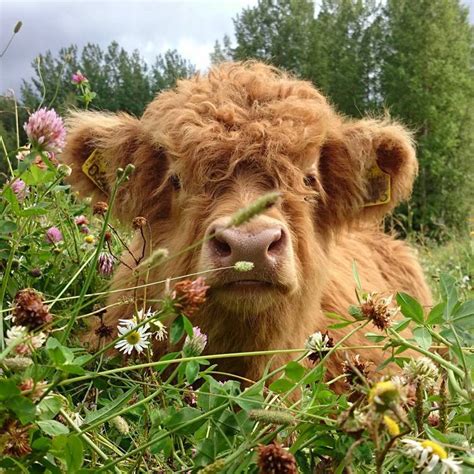 Top 100 Background Images Highland Cow Desktop Wallpaper Stunning