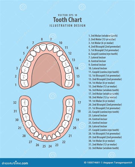 Tooth Chart With Number Infographic Illustration Vector On Blue Stock