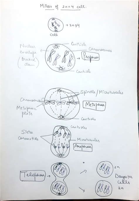 Solved Draw Each Phase Of Mitosis Prophase Metaphase Anaphase