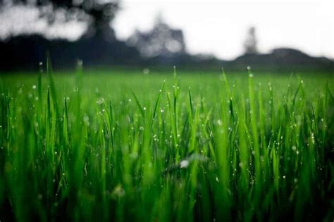 How Often To Water New Grass Seed Best Tips For Watering Seeds