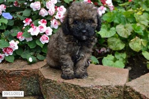 Best ohio puppies for sale in amish country. Havapoo Puppy for Sale in Ohio