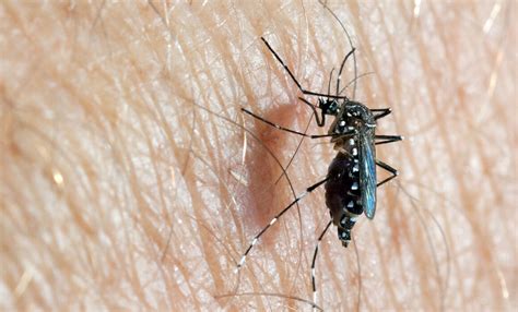 Aedes Aegypti Factsheet For Experts